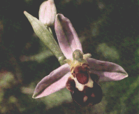 Bee Orchid