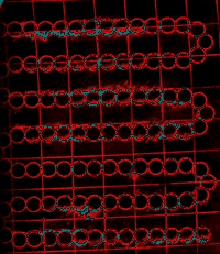 Amino acid