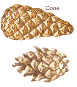 Pine Cones