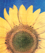 Sunflower Head