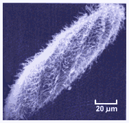 Paramecium