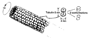 Microtubule